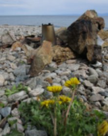 Lake Baikal Flowers