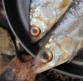 Eyes of Baikal Omul