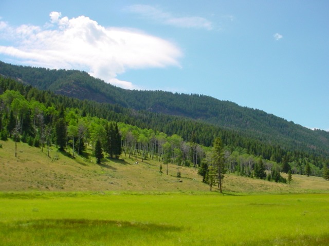 Quaking Aspens on Slough Creek